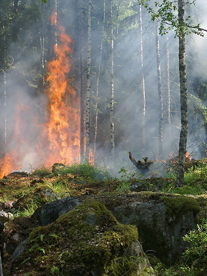 森林防火重要性不可忽视